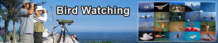Bird watching header image