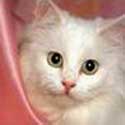 Cats image 1