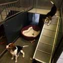 Dogs image 4