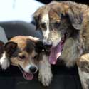 Dogs image 3
