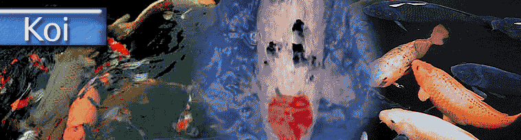 Koi header image
