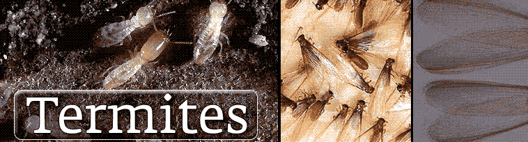 termites header image